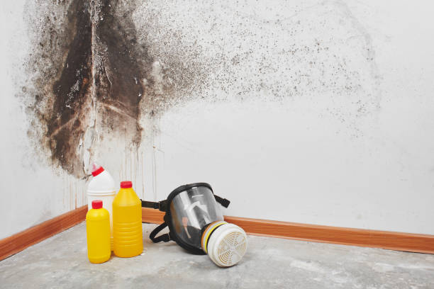 Trusted Sayreville, NJ Mold Remediation Experts