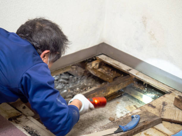 Best Mold Remediation for Schools in Sayreville, NJ