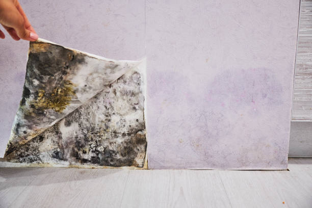 Professional Mold Remediation in Sayreville, NJ